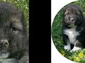 Аякс Плюс,Отец Тургай Вардан. П-к 