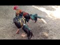 ไก่เก่ง