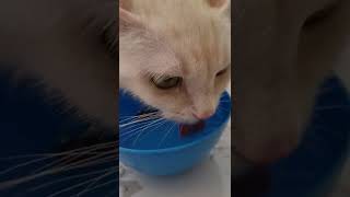 Cute And Sweet Cat Drinking Her Meow Water