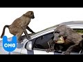 Baboon - Species list Baboon - Species list