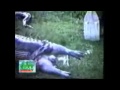 Ananconda divora Ippopotamo