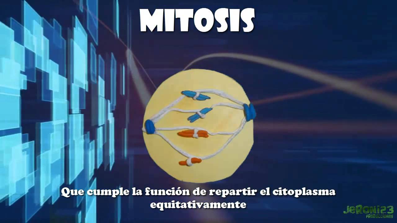 Phases of meiosis   youtube video from bozeman science 