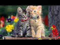 Cute Cuddly Kittens - Cuddle Up Day ecards - Events Greeting Cards
