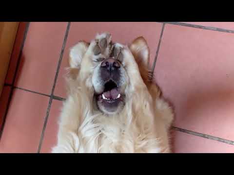 Dogs Being Funny | Really Funny Dog Videos