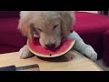 Dogs Being Funny | Really Funny Dog Videos