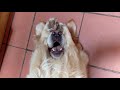 Dogs Being Funny | Really Funny Dog Videos