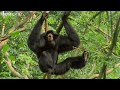 talking animal