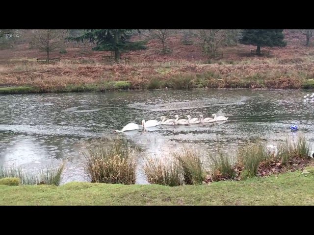 Swan Family Blazes Trail Through Icy Pond - Video