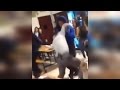 Watch High School Student Body Slam Principal During Cafeteria Fight