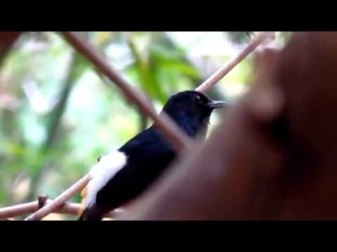 VIDEO : murai di hutan thailand -  ...