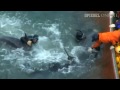 Delfinjagd in Japan: Das alljährliche Massaker von Taiji