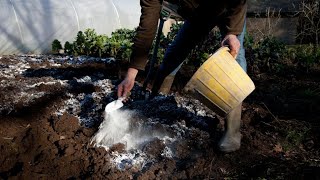 Bujha Hua Chuna. How To Make Limestone Powder For Plants. Calcium For Plants