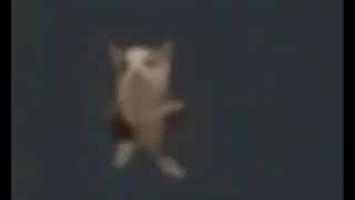 Кот Танцует Литвина Мем