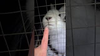 Клац-Клац-Клац #Домзайца #Bunny #Hare #Cute