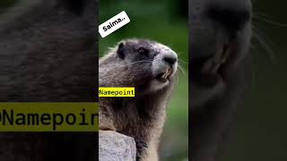 Saima Name Funny Stetus Shorts Shorts Video