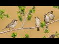 Восхитительный баттл Соловей vs Жаворонок Звуки природы Пение птиц Восхитительный баттл Соловей vs Жаворонок Звуки природы Пение птиц