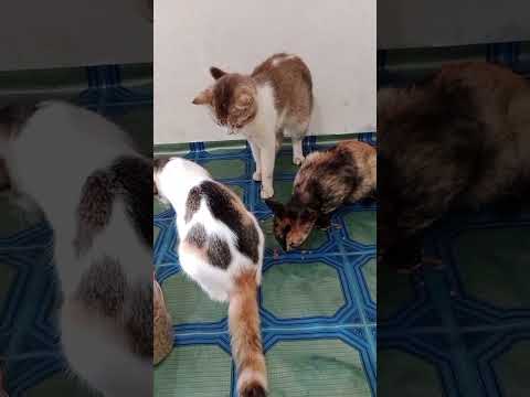 Oyen Selalu Viral! Si Oyen lagi Oyen lgi Bikin ngakak Masa Kepalanya Dimasukin Dlm Plastik Dry Food🤣