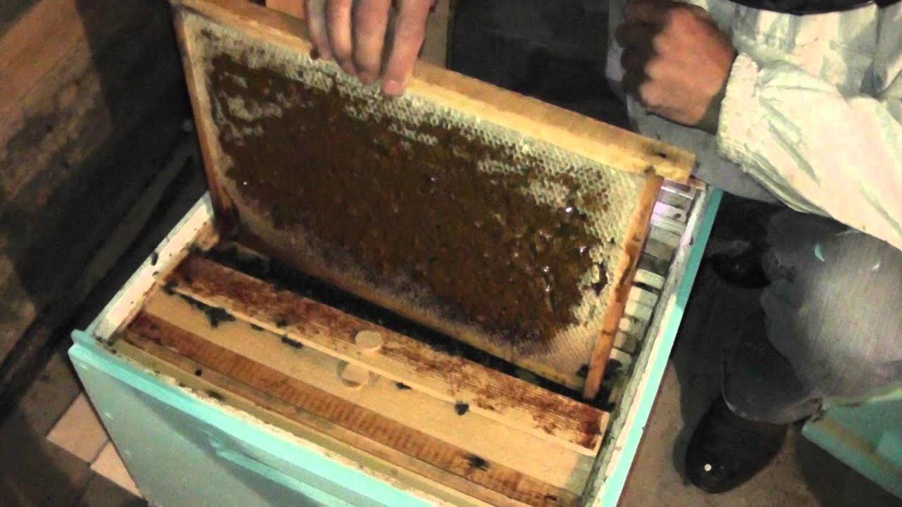 Как сделать отводок из пчелиной Как сделать отводок из пчелиной
