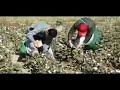 cotton picking machine,cotton picker battery operated,cotton picking machine