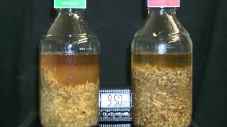 Enzymes Break Down Fibre