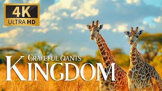 Graceful Giants Kingdom 4K 🦒 Discovery Magnificent World Of Giraffes Film With Relax Piano Music