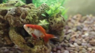 What is an AquaSprouts Garden?