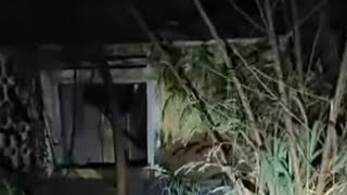 Wak Hendrik Telusuri Hutan Gombelsosok Kake Misterius
