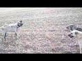 Kangal Dövüşü