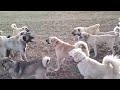 Kangal Dövüşü