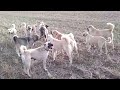 Kangal Dövüşü