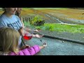 Taming The Alaskan Hummingbird - Hand Feeding