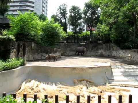 上野動物園　クロサイの赤ちゃんの駆けっこ