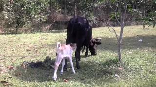 Anak Lembu Hisap Susu