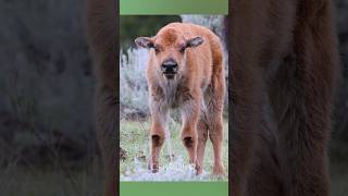 Volume Up To Hear Baby Bison Red Dog Talk Back To Mom