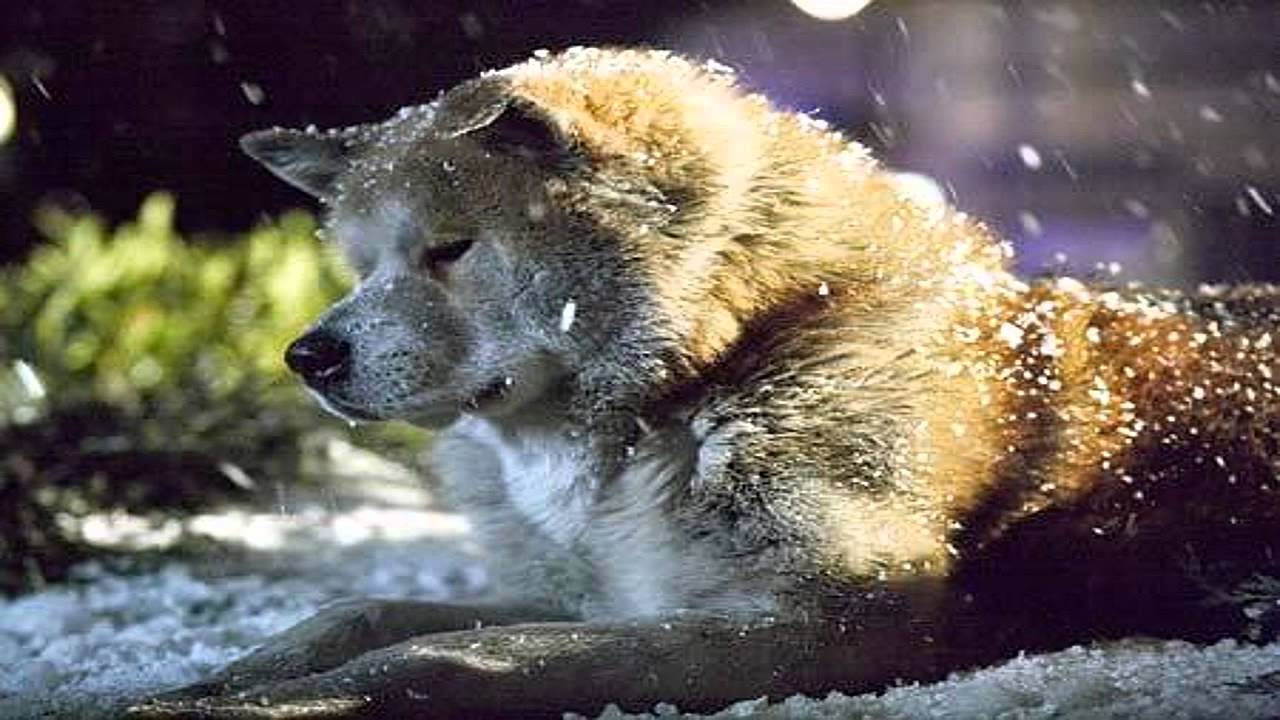 hachiko a s story instrumental jan a p kaczmarek goodbye hachiko a s story ost hachiko a s story instrumental jan a p kaczmarek goodbye hachiko a s story ost