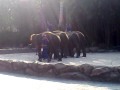 naic danc animals six