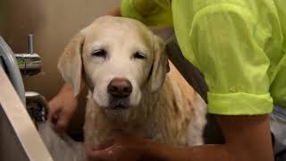 Sara visits the Heads Up For Tails Pet Spa & Store in New Delhi