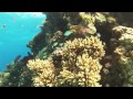 Ocean Dreaming - underwater mermaid