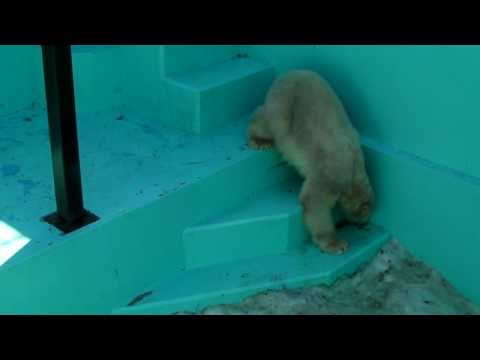 Polar Bear　20100227　イコロとキロル　帯広動物園4 一般公開初日