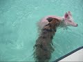 Swimming Pigs in the crystal clear sea of the Bahamas