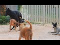 Dogs Mating On Street - Animal  Watch Up - Asian Pets Lover