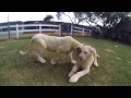 GoPro: Playing With White Lion Cubs