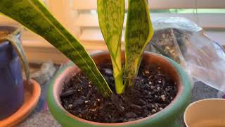 More Plant Updates (8-23-21)