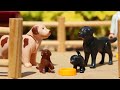 Thomas meets Joe the Puppy!