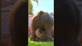 Nangi Yoga Real Meaning In Zootopia