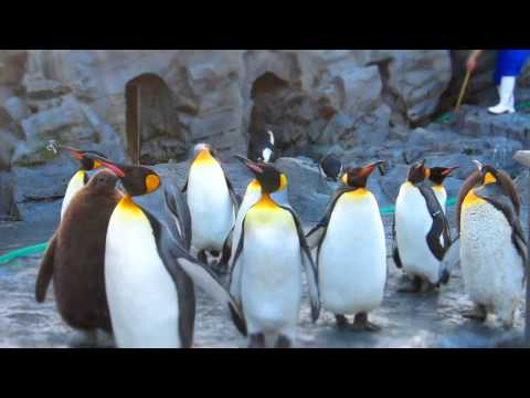 旭山動物園のペンギン　その２