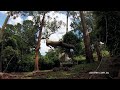 Slow Motion Tree removal Work with Husqvarna chain saw Ace Tree