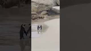 Sahilde el ele yürüyen penguenler  #keşfet