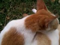 Kucing Gatel images Kucing Gatel