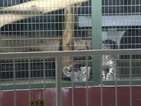 09年6月23日 ユキヒョウの赤ちゃん（円山動物園）